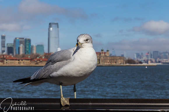Anniversay trip 2017 NYC-142