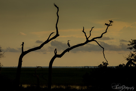 Tybe Island Summer 2016-036
