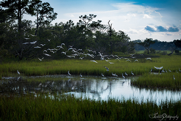 Tybe Island Summer 2016-012