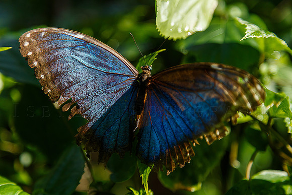 butterfly1