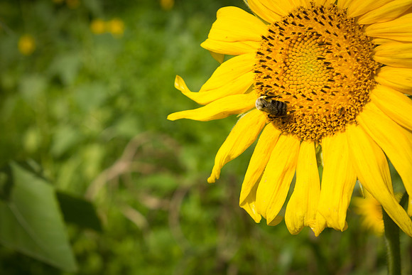 Sunflower Fields Forks of the River-006