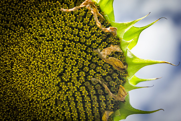 Sunflower Fields Forks of the River-008