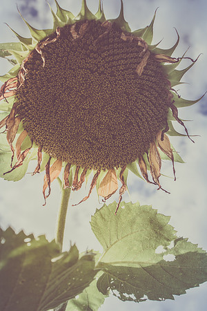 Sunflower Fields Forks of the River-010