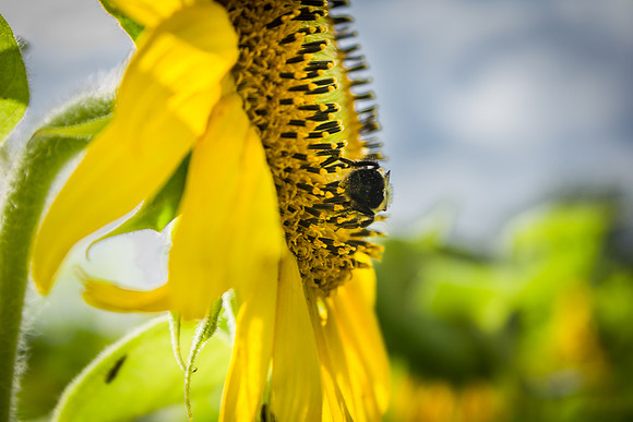 Sunflower Fields Forks of the River-012