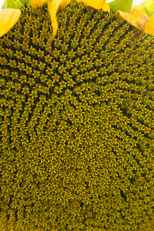 Sunflower Fields Forks of the River-022
