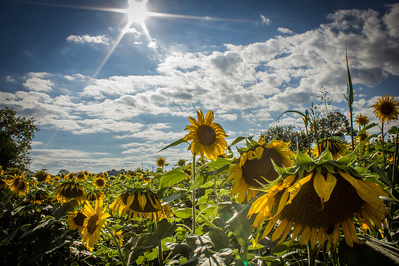 Sunflower Fields Forks of the River-025