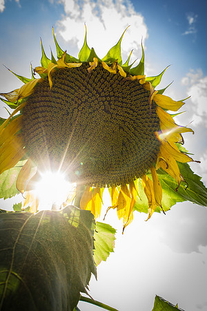Sunflower Fields Forks of the River-024