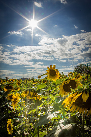 Sunflower Fields Forks of the River-027