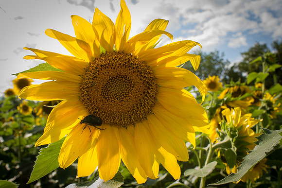 Sunflower Fields Forks of the River-029
