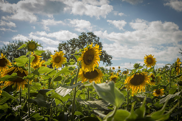 Sunflower Fields Forks of the River-030