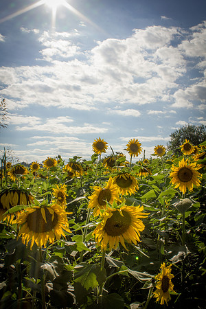 Sunflower Fields Forks of the River-033