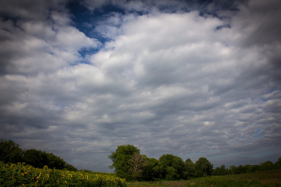 Sunflower Fields Forks of the River-035