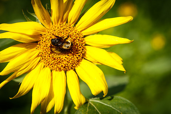 Sunflower Fields Forks of the River-117