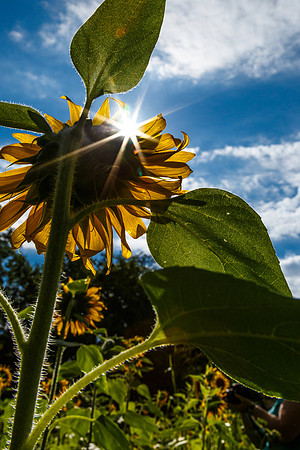 Sunflower Fields Forks of the River-111