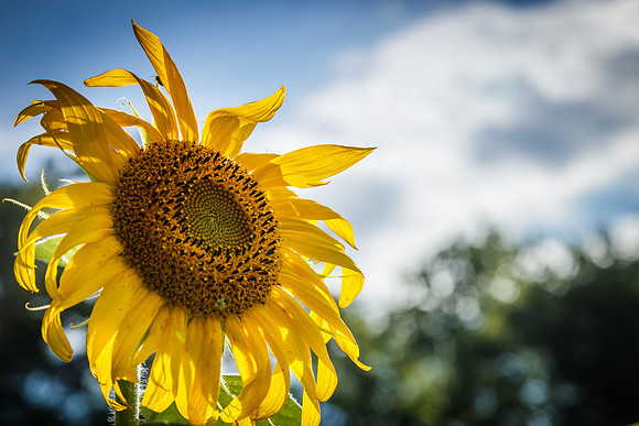 Sunflower Fields Forks of the River-118