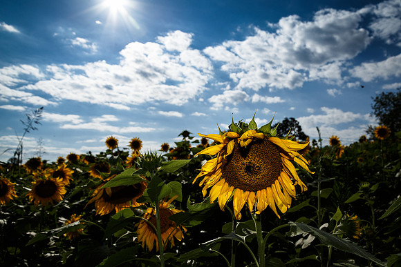 Sunflower Fields Forks of the River-132